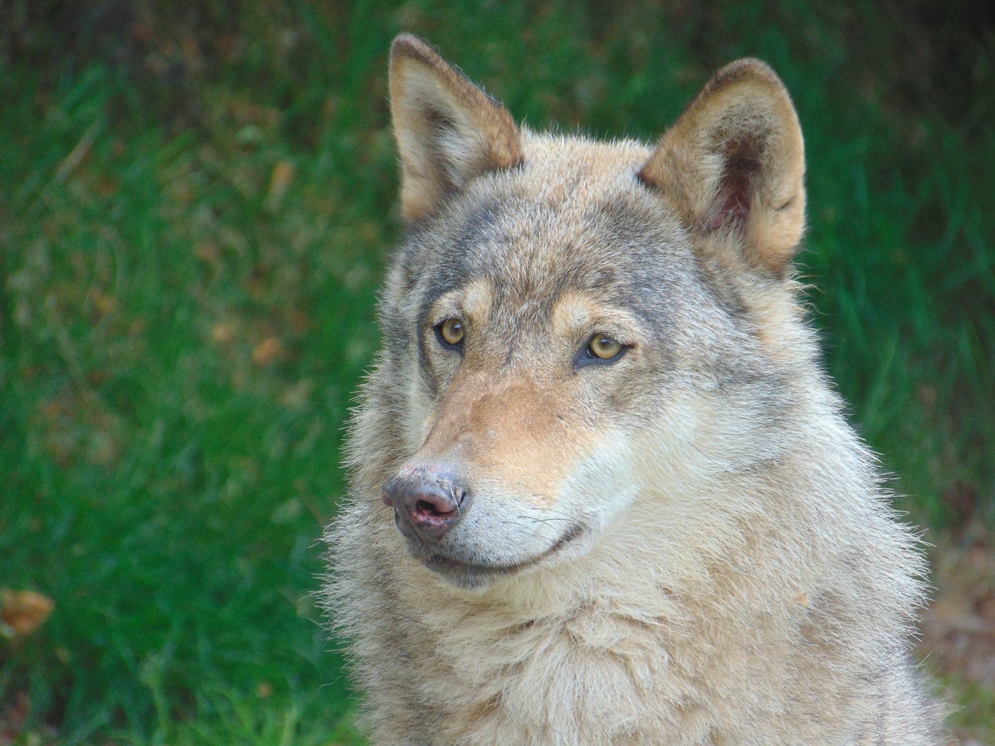 Eurasian Grey Wolf