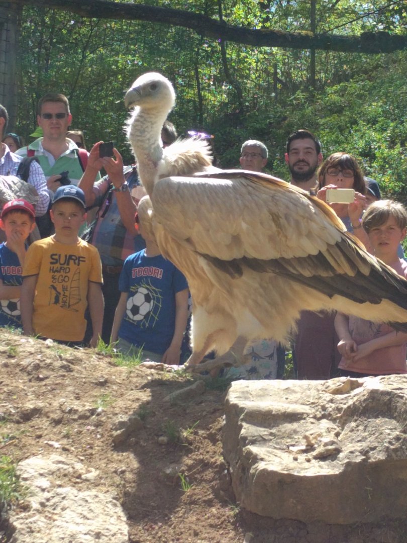 Eurasian Griffin Vulture