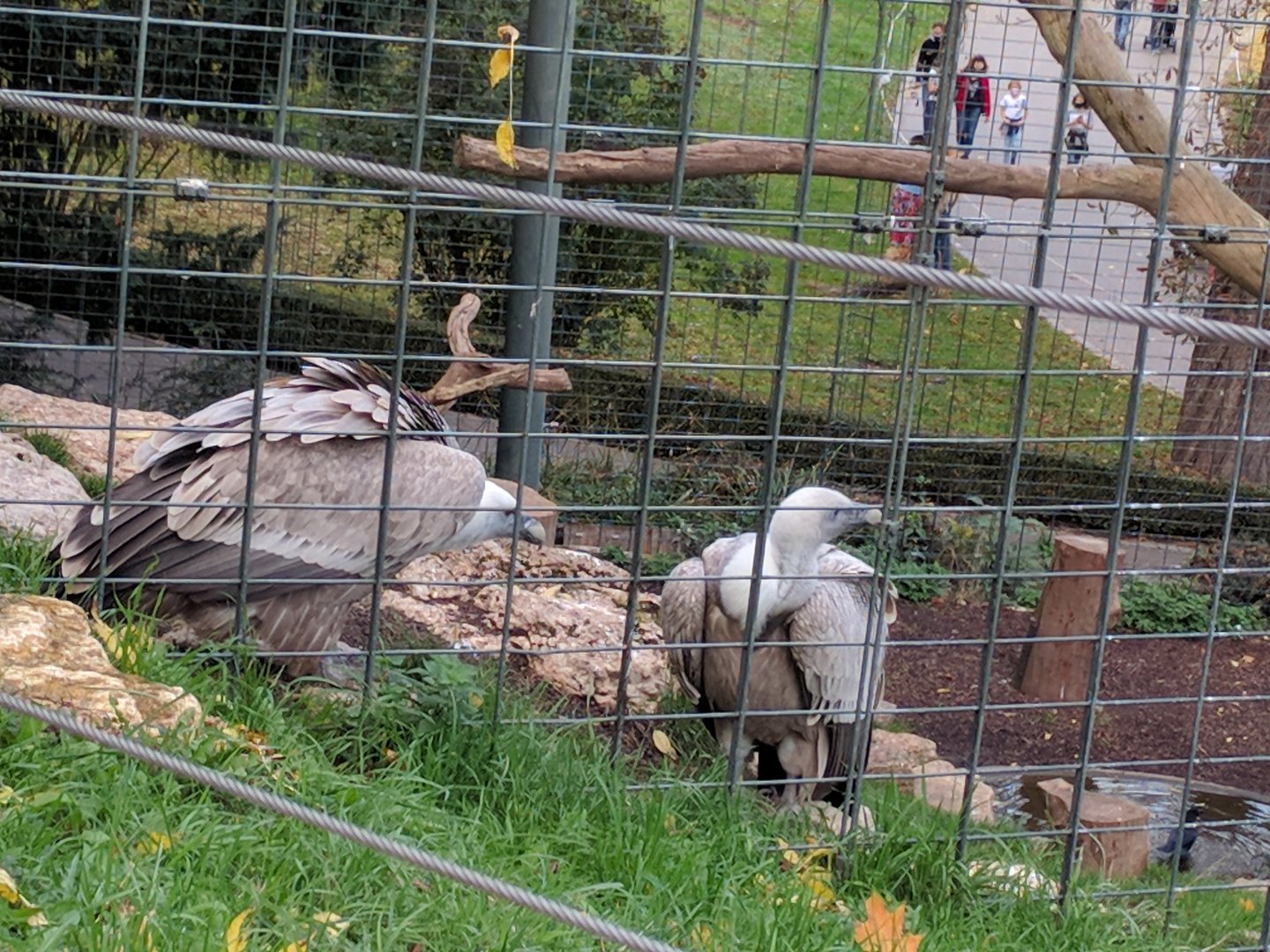 Eurasian Griffin vulture