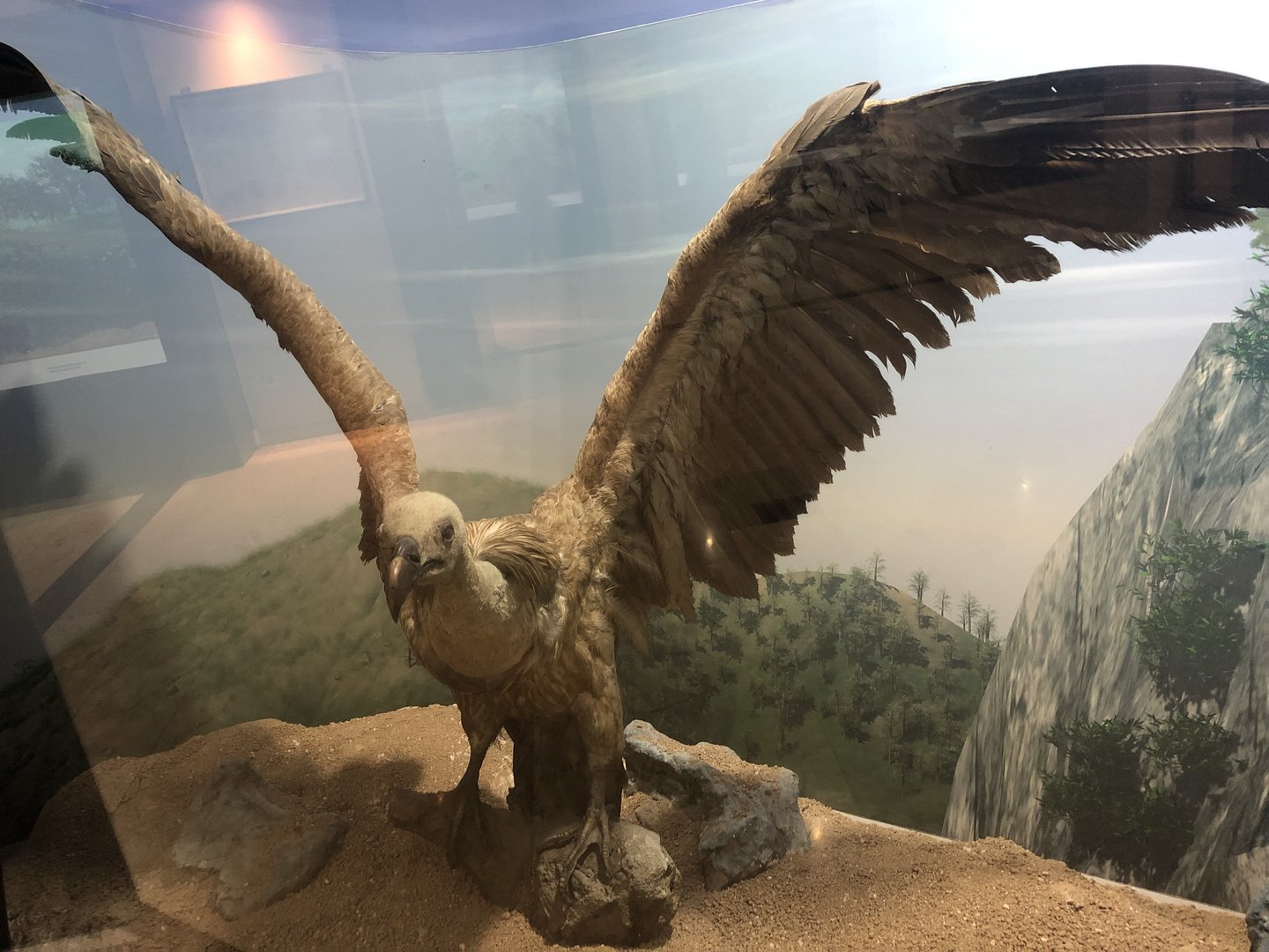 Eurasian Griffon taxidermy at the MTA Natural History Museum