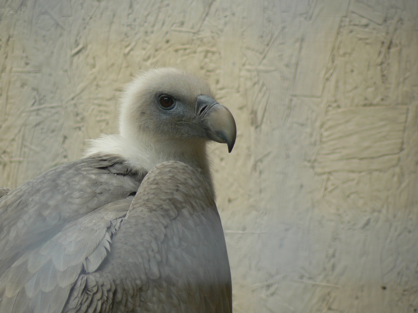 Eurasian Griffon Vulture - 16 October 2018