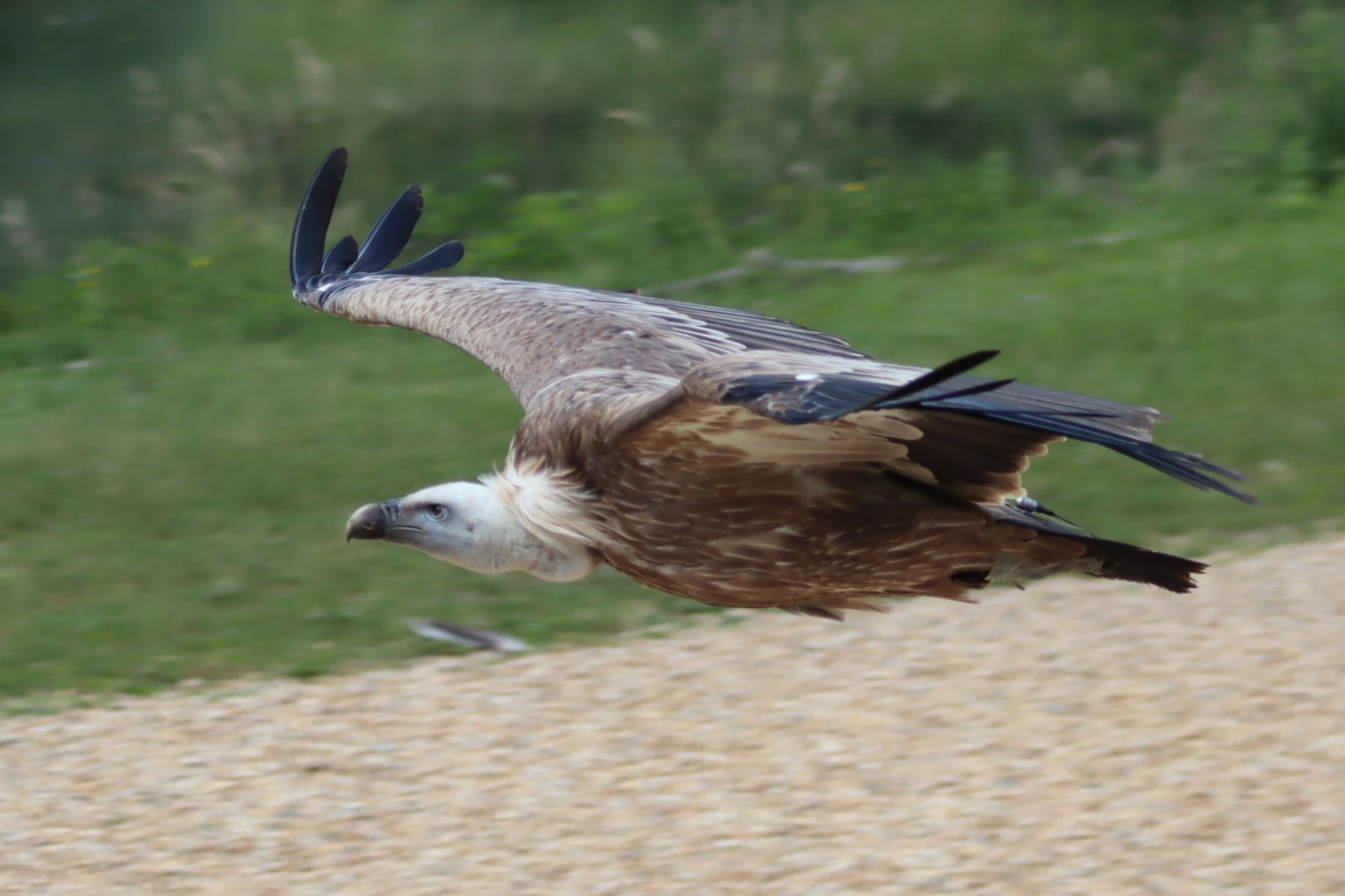 Eurasian Griffon Vulture - 7 July 2024