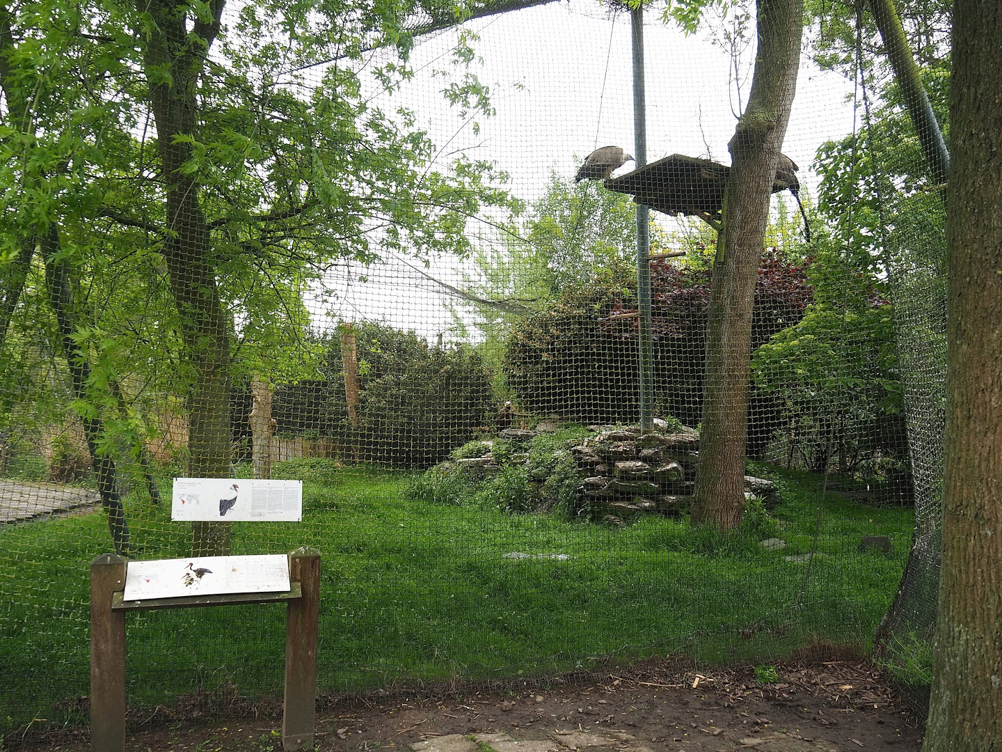 Eurasian griffon vulture and Cinereous vulture aviary, 2023-05-15