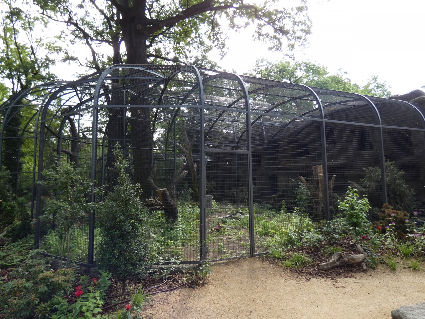 Eurasian Griffon Vulture aviary