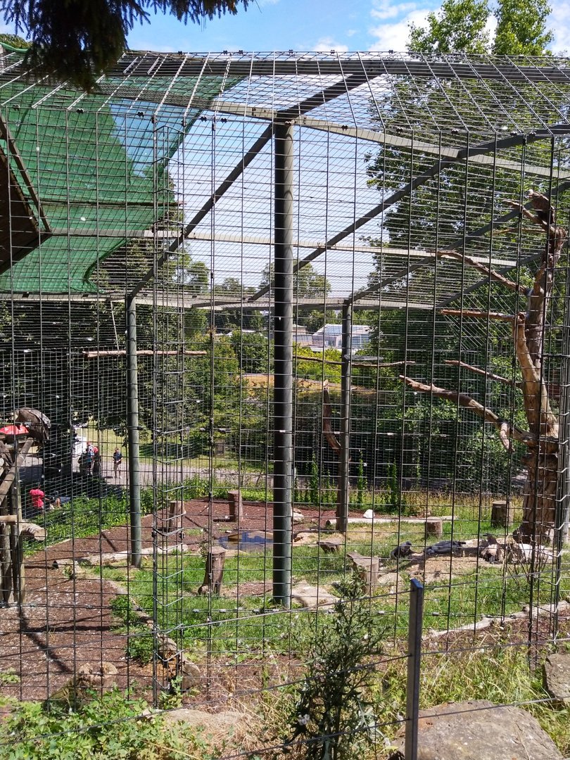 Eurasian griffon vulture aviary