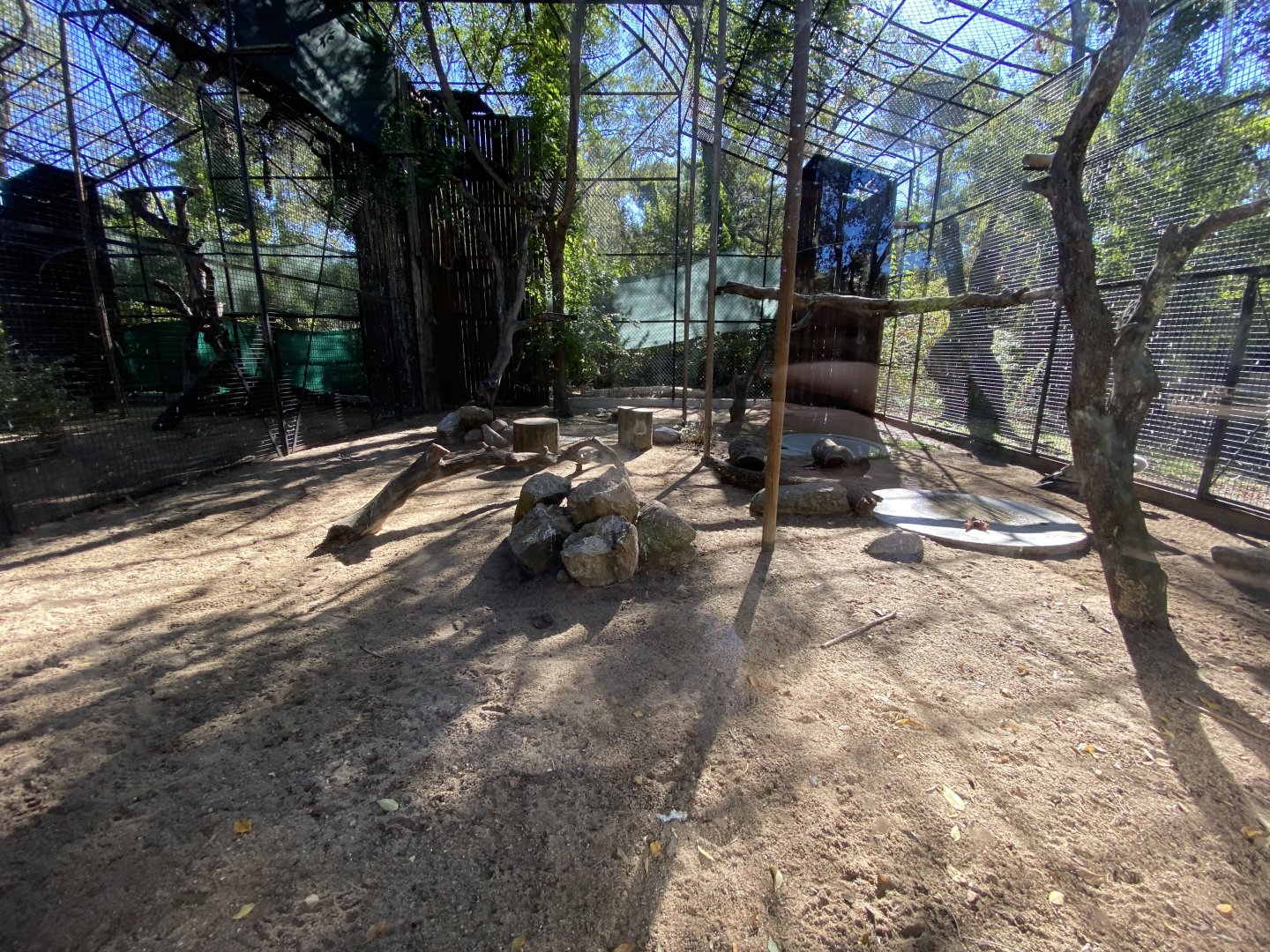 Eurasian griffon vulture aviary