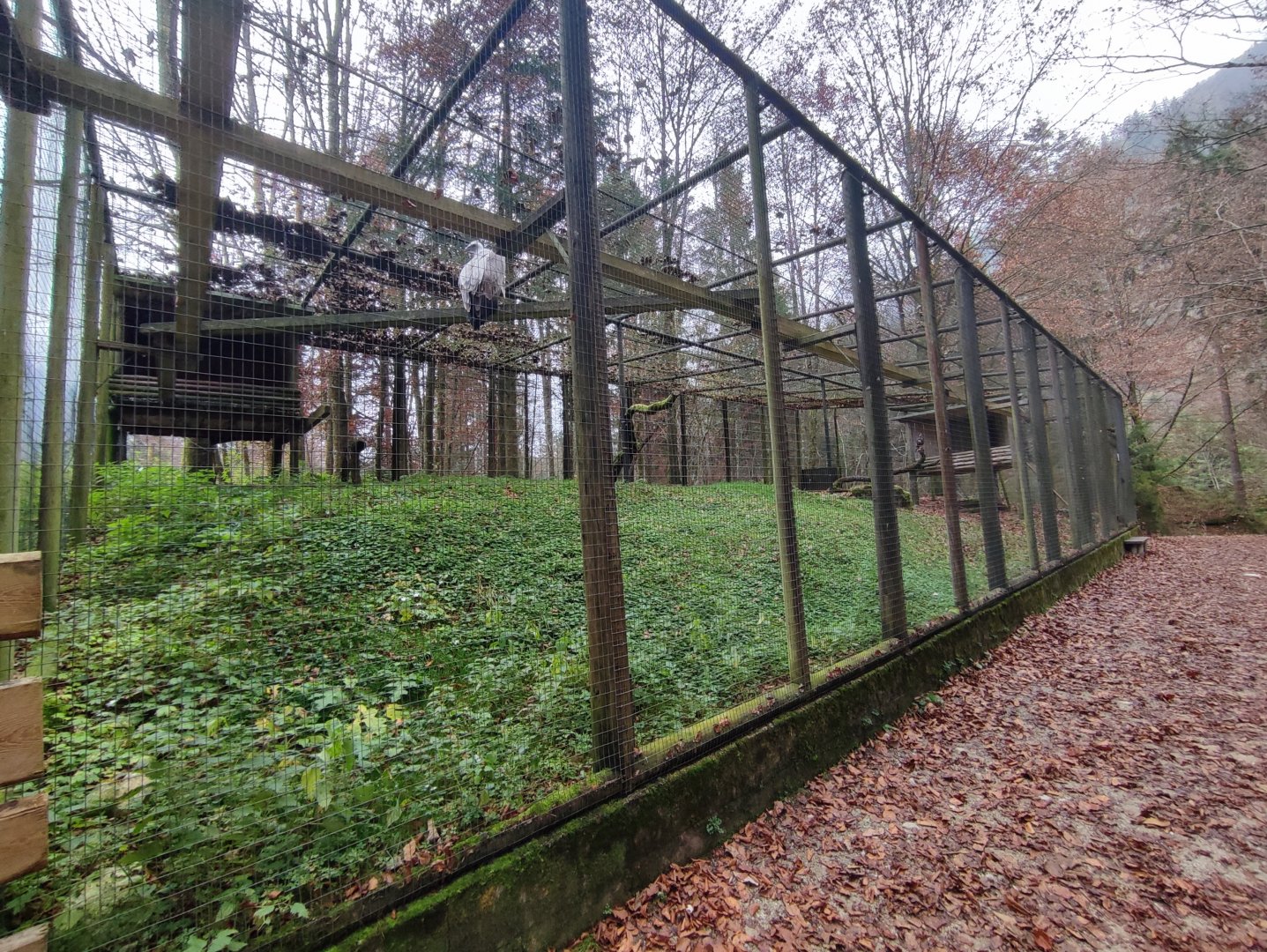 Eurasian griffon vulture/Common buzzard enclosure - Wildpark Grünau/Cumberland