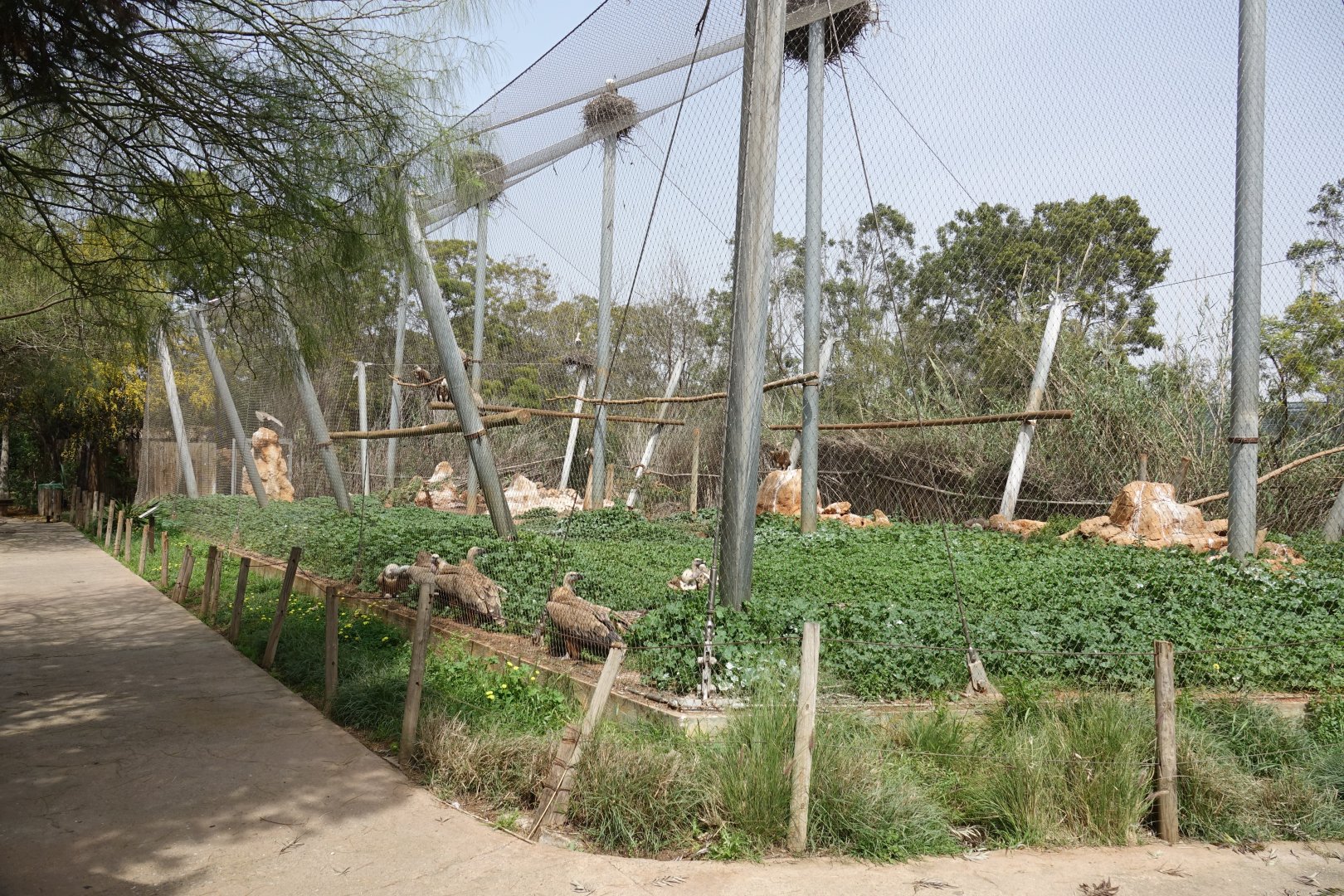 Eurasian Griffon Vulture Enclosure
