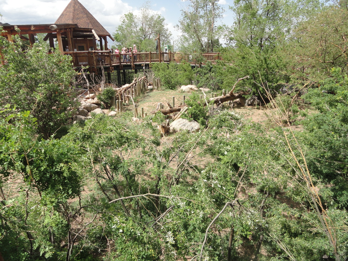 Eurasian Griffon Vulture Exhibit 1