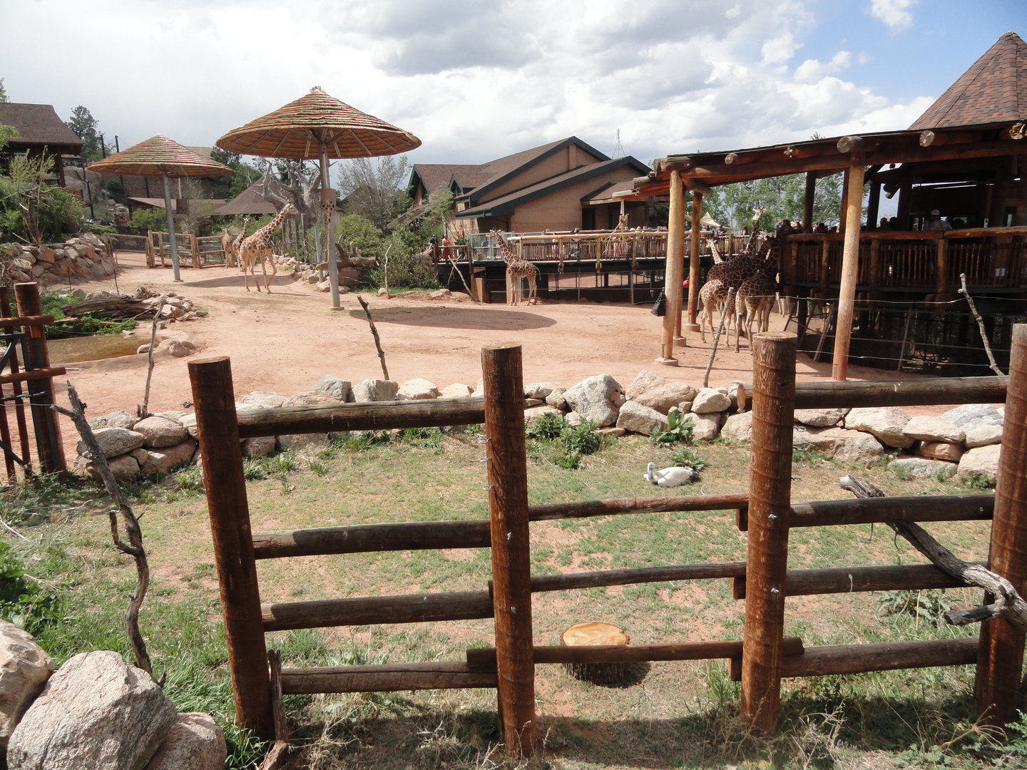 Eurasian Griffon Vulture Exhibit 2 & Reticulated Giraffe Exhibit