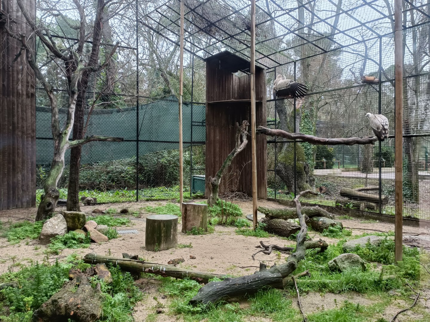 Eurasian griffon vulture exhibit