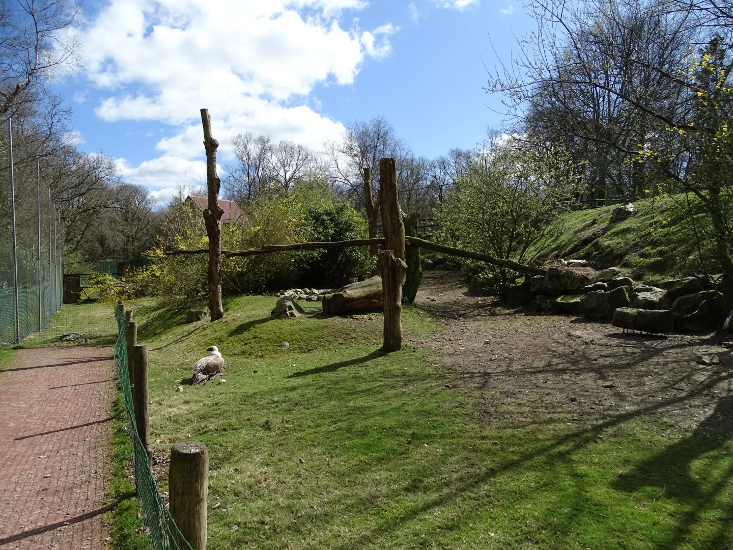Eurasian griffon vulture (Gyps fulvus) and grey crowned crane (Balearica regulorum) exhibit