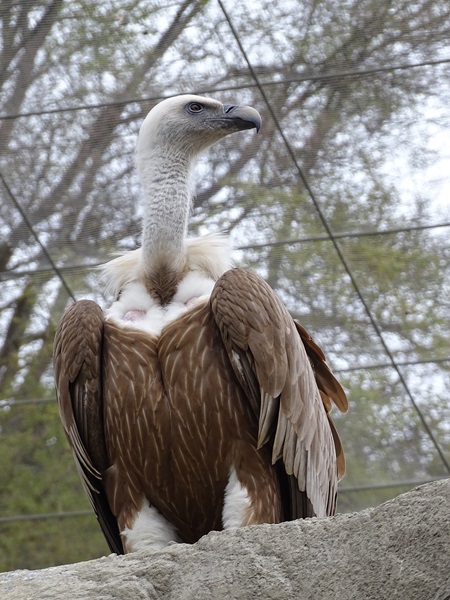 Eurasian griffon vulture (Gyps fulvus fulvus)