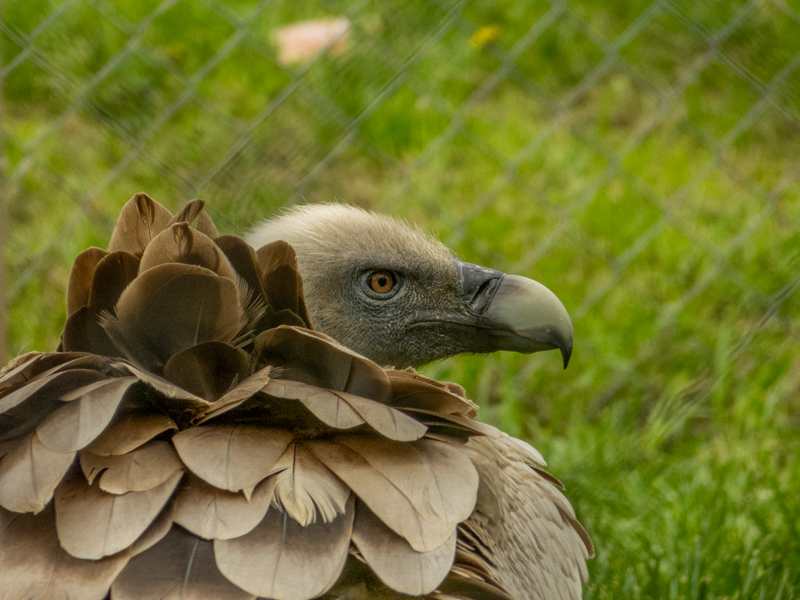 Eurasian griffon vulture (Gyps fulvus)