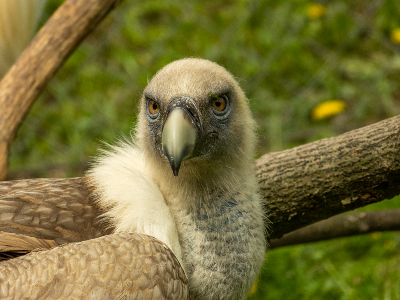 Eurasian griffon vulture (Gyps fulvus)