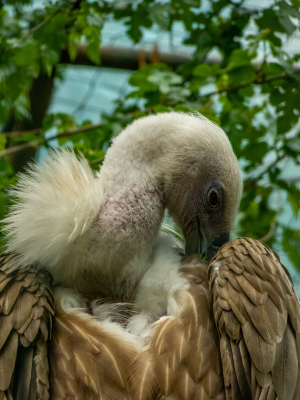 Eurasian griffon vulture (Gyps fulvus)