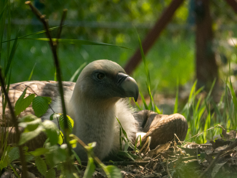 Eurasian griffon vulture (Gyps fulvus)
