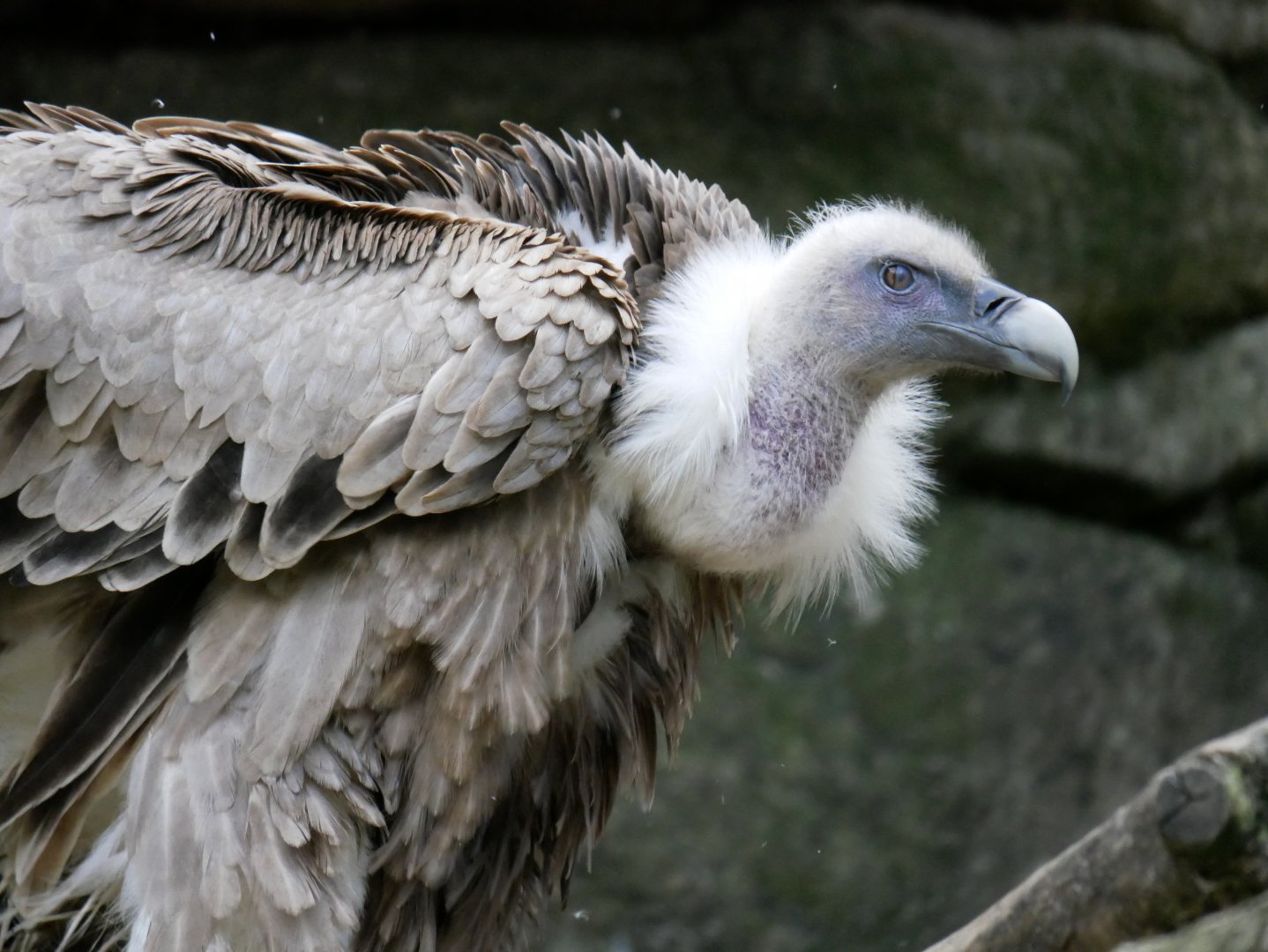 Eurasian griffon vulture (Gyps fulvus)