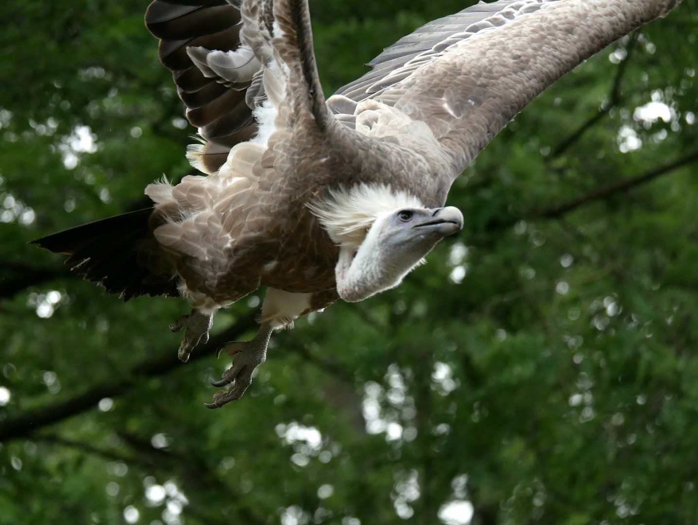 Eurasian griffon vulture (Gyps fulvus)