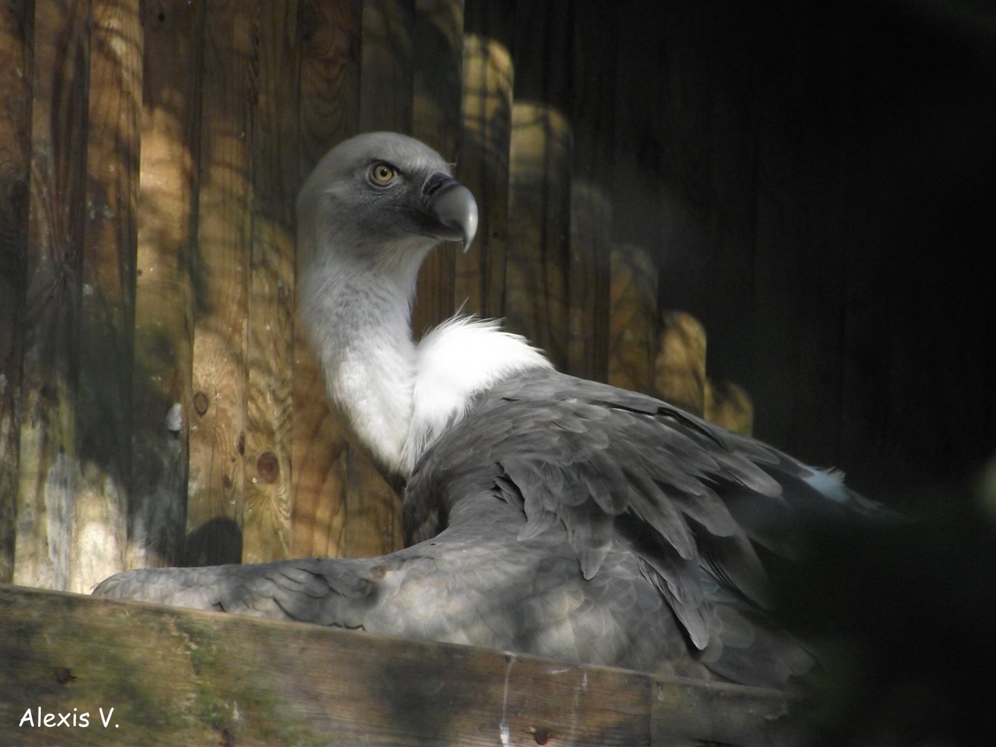 Eurasian Griffon Vulture - Zooparc de Beauval - 10/2016