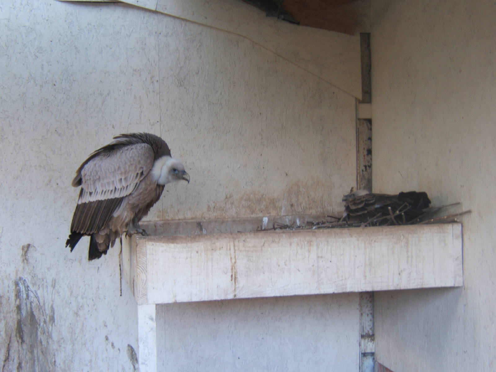 Eurasian Griffon Vulture