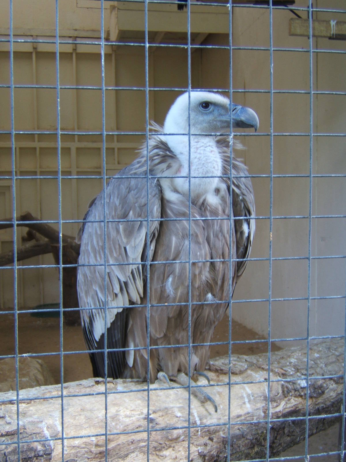 Eurasian Griffon Vulture