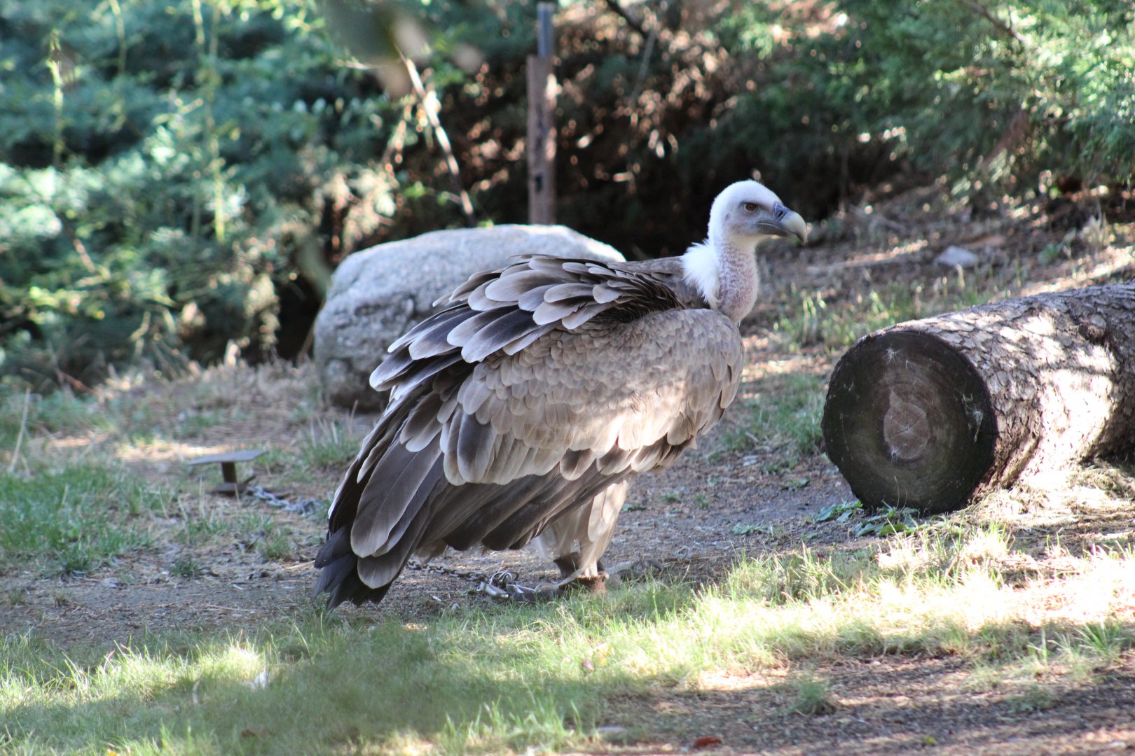 Eurasian Griffon Vulture