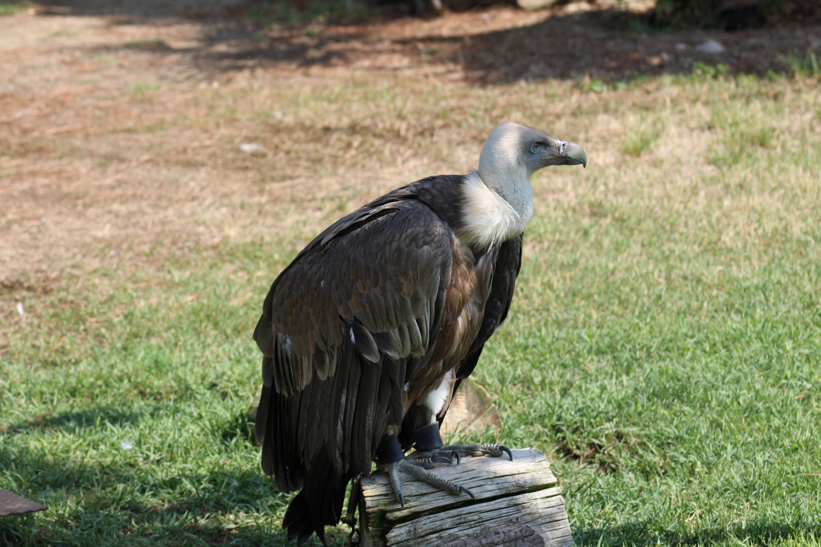 Eurasian Griffon Vulture