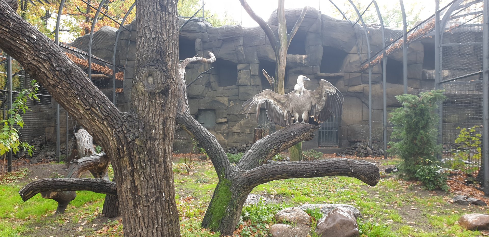 Eurasian Griffon Vulture