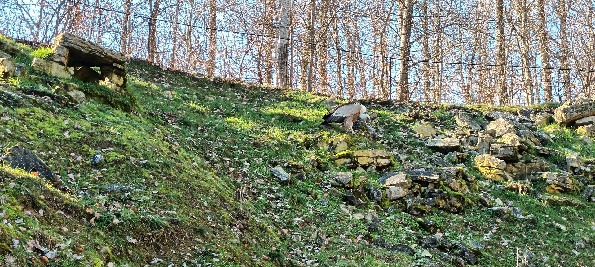 Eurasian Griffon Vulture