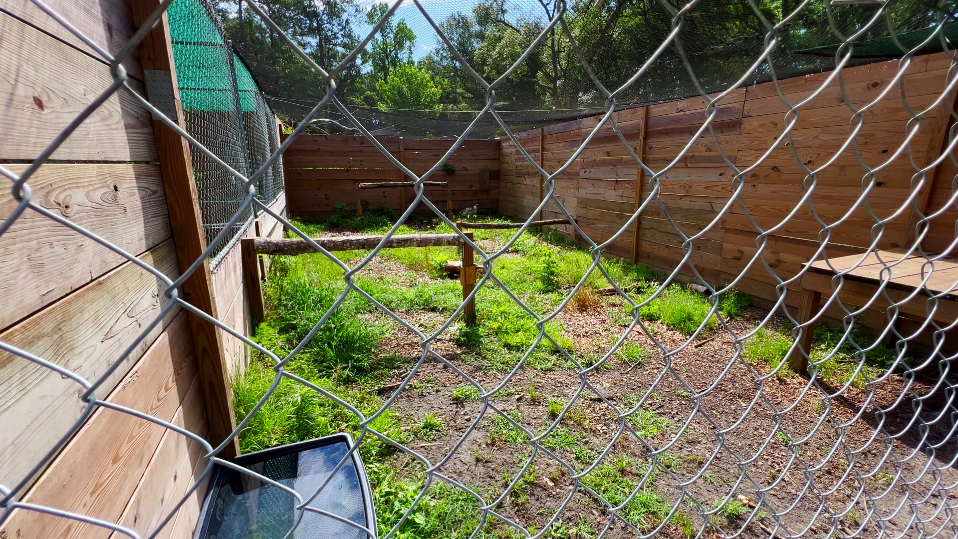 Eurasian Griffon Vulture