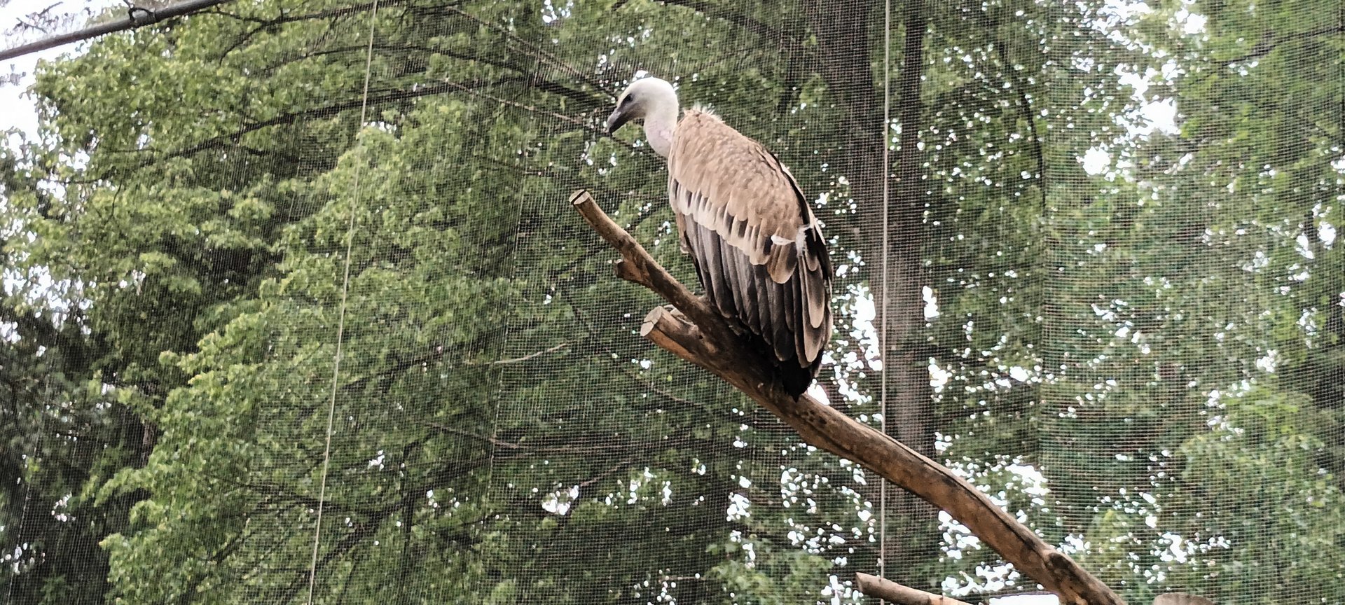 Eurasian Griffon Vulture
