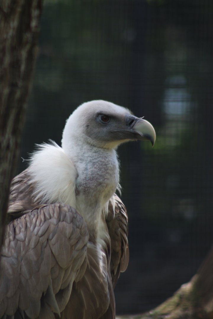 Eurasian Griffon Vulture