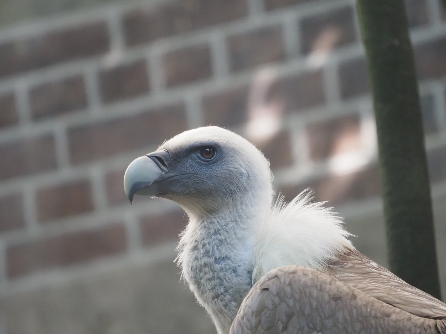 Eurasian Griffon Vulture