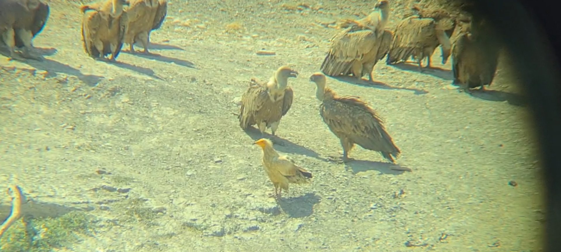 Eurasian griffon vultures and Egyptian vulture