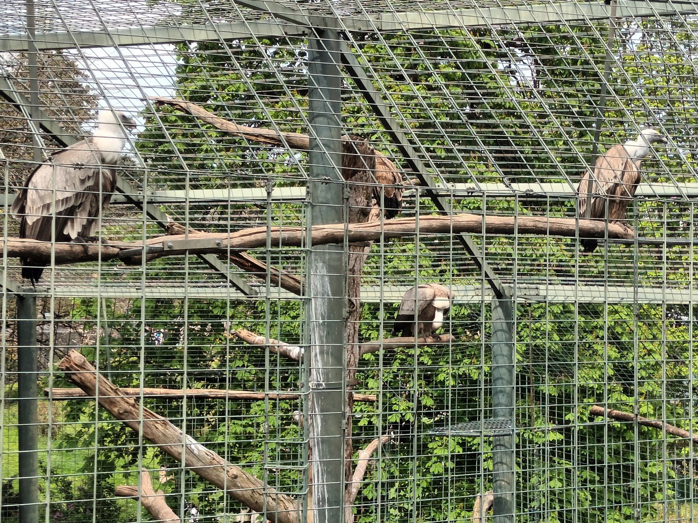 Eurasian Griffon Vultures