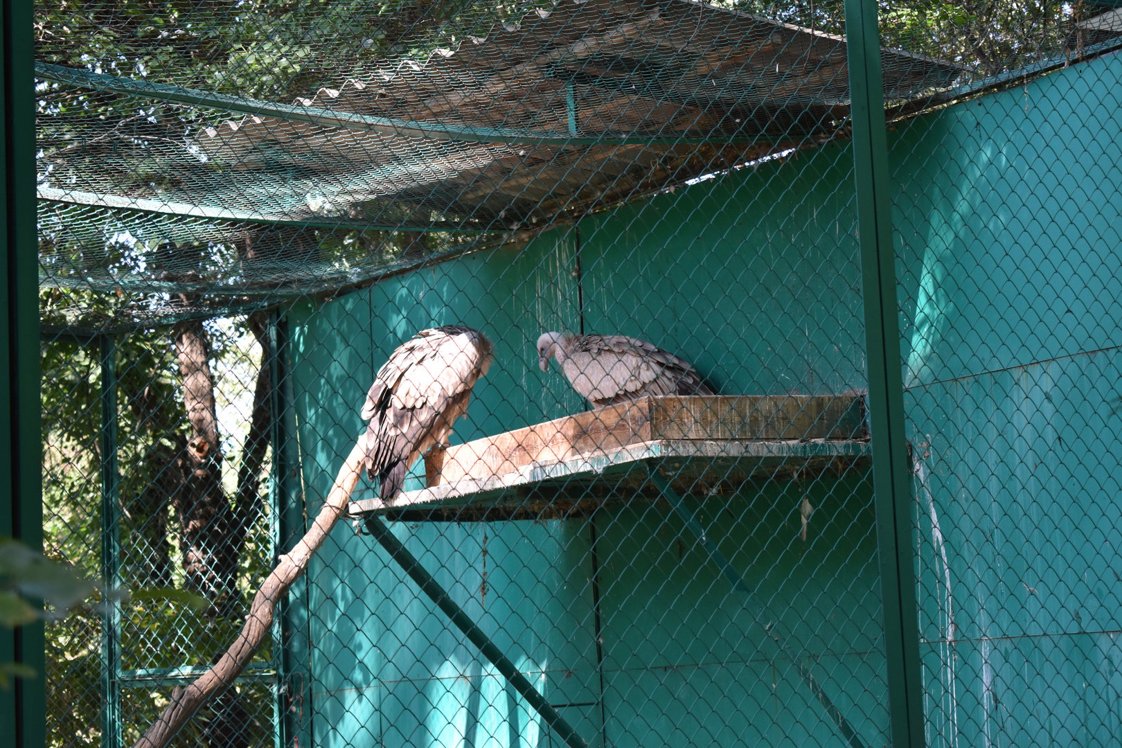 Eurasian griffon vultures