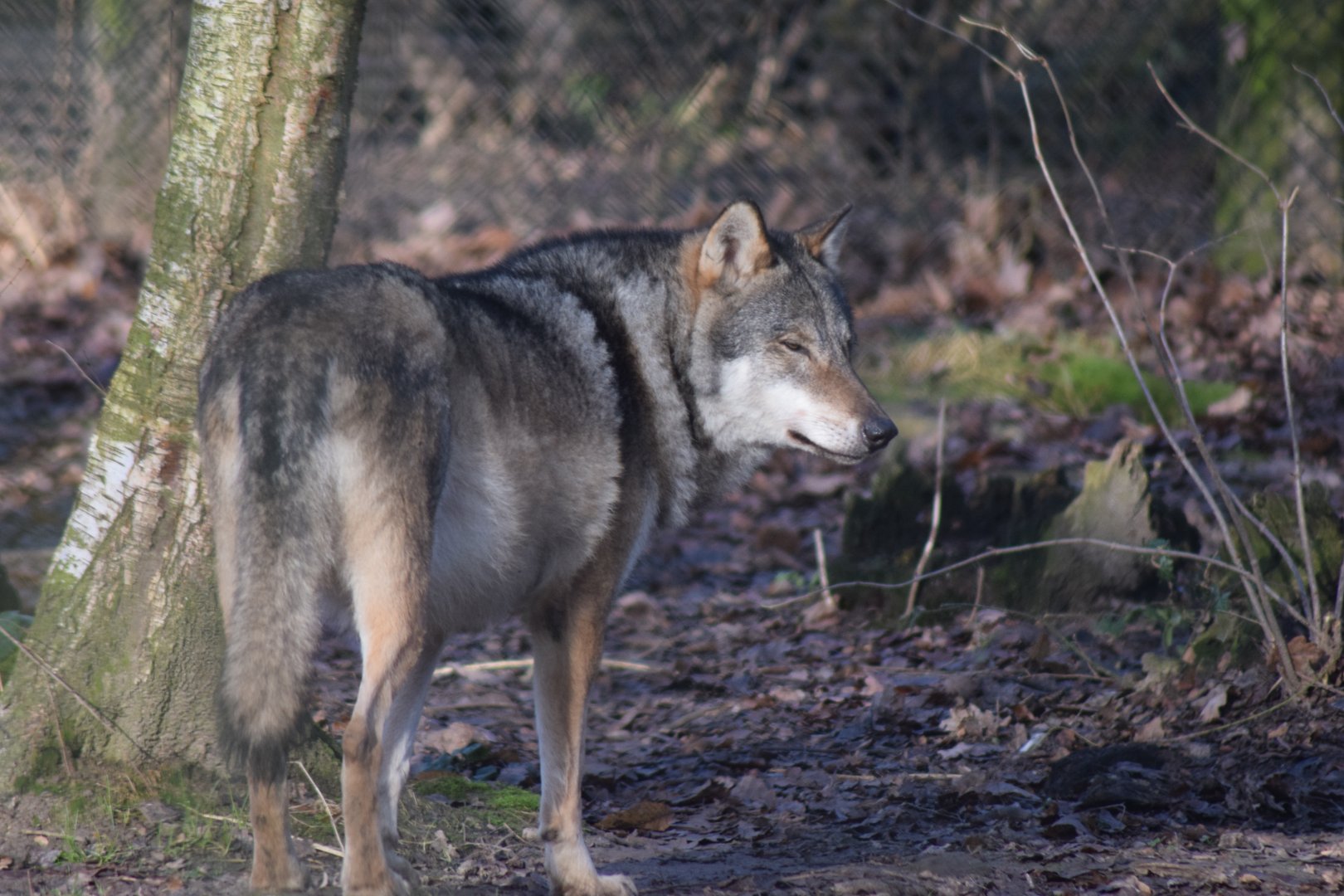 Eurasian Gtey Wolf, 18/01/22