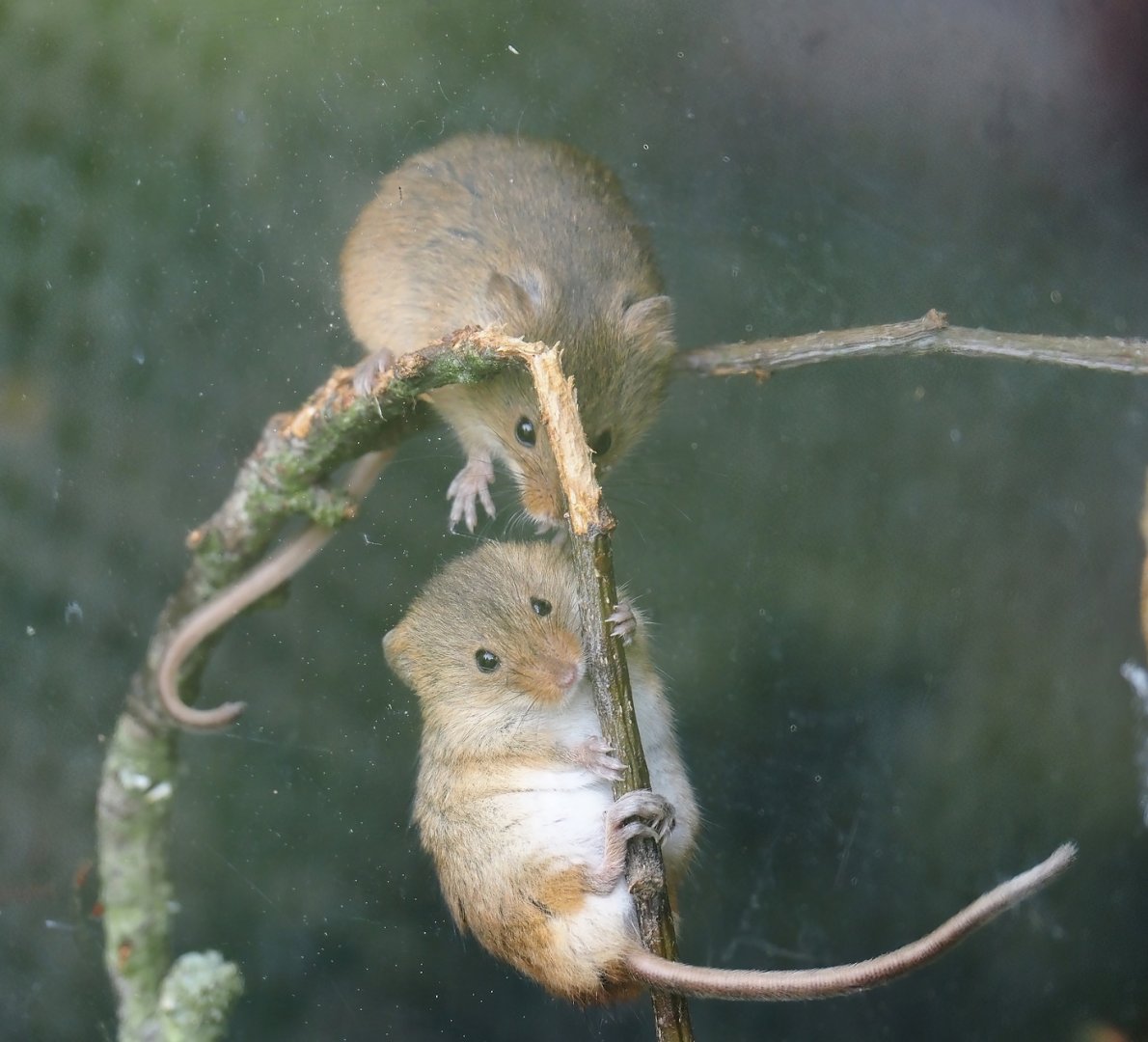 Eurasian harvest mice (Micromys minutus), 2024-05-11