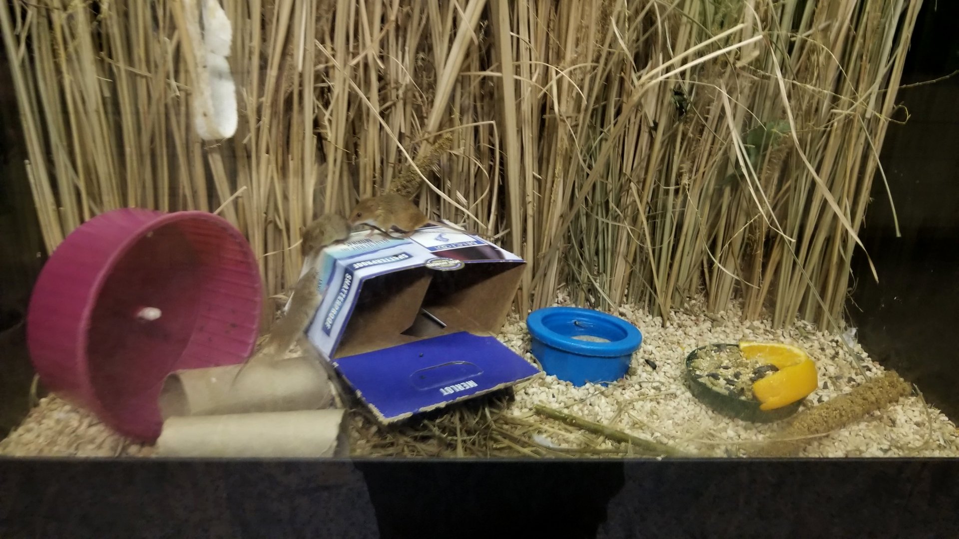 Eurasian Harvest Mice