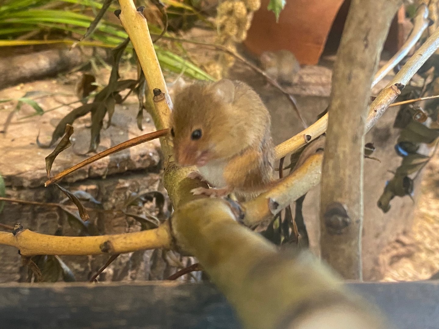 Eurasian harvest mouse 081023