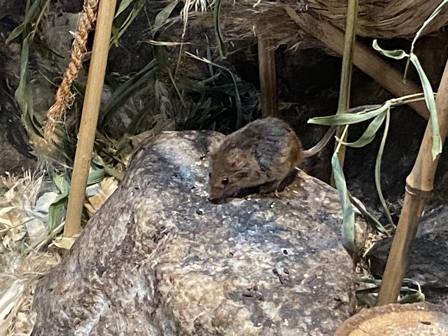 Eurasian harvest mouse 090525