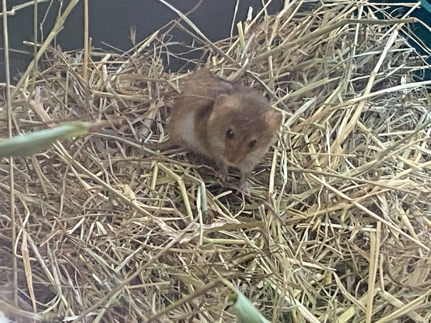 Eurasian harvest mouse 110424