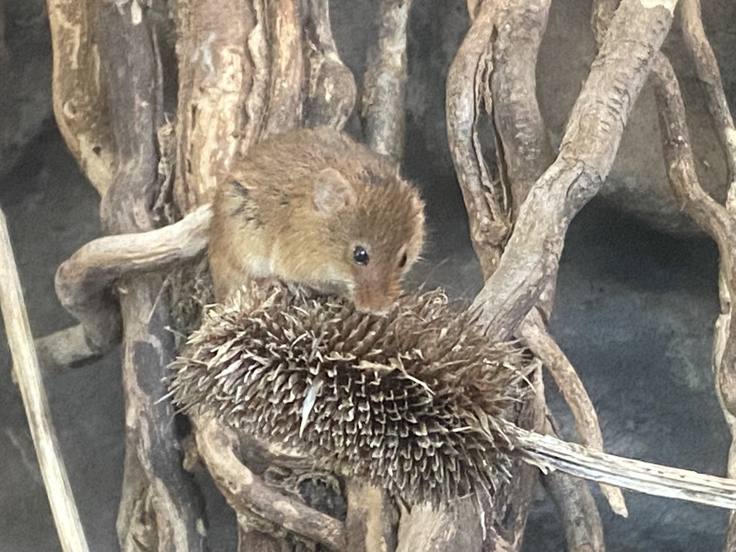 Eurasian harvest mouse 230922