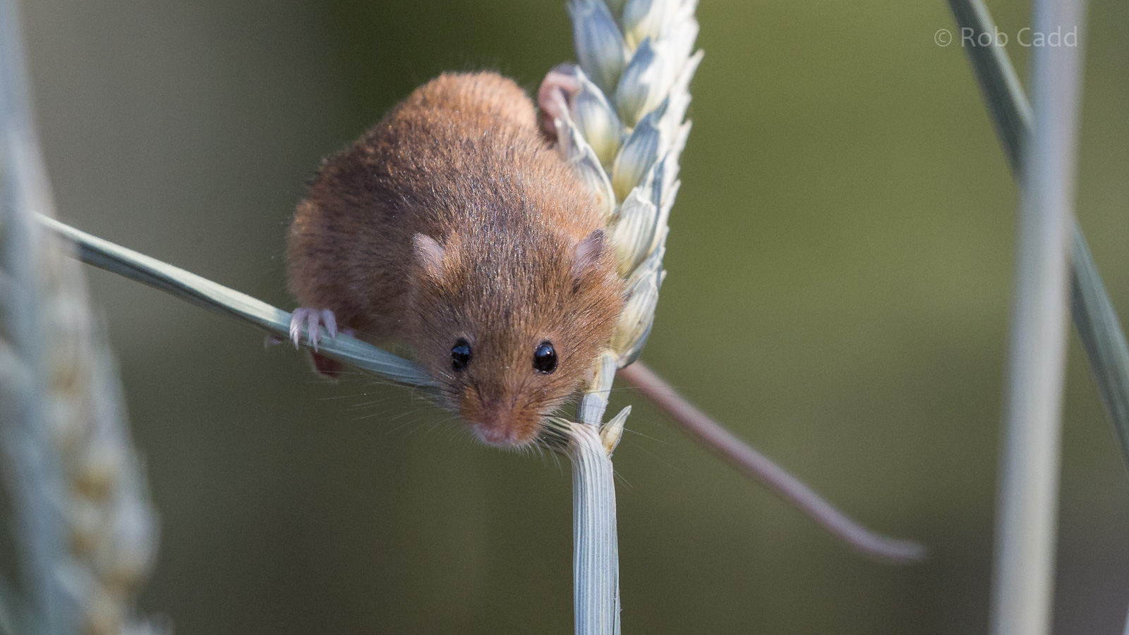 Eurasian harvest mouse : British Wildlife Centre : 05 Oct 2018