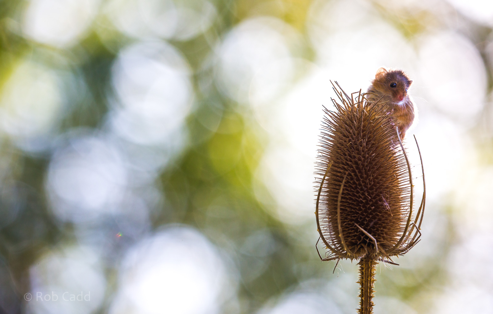 Eurasian harvest mouse : British Wildlife Centre : 05 Oct 2018