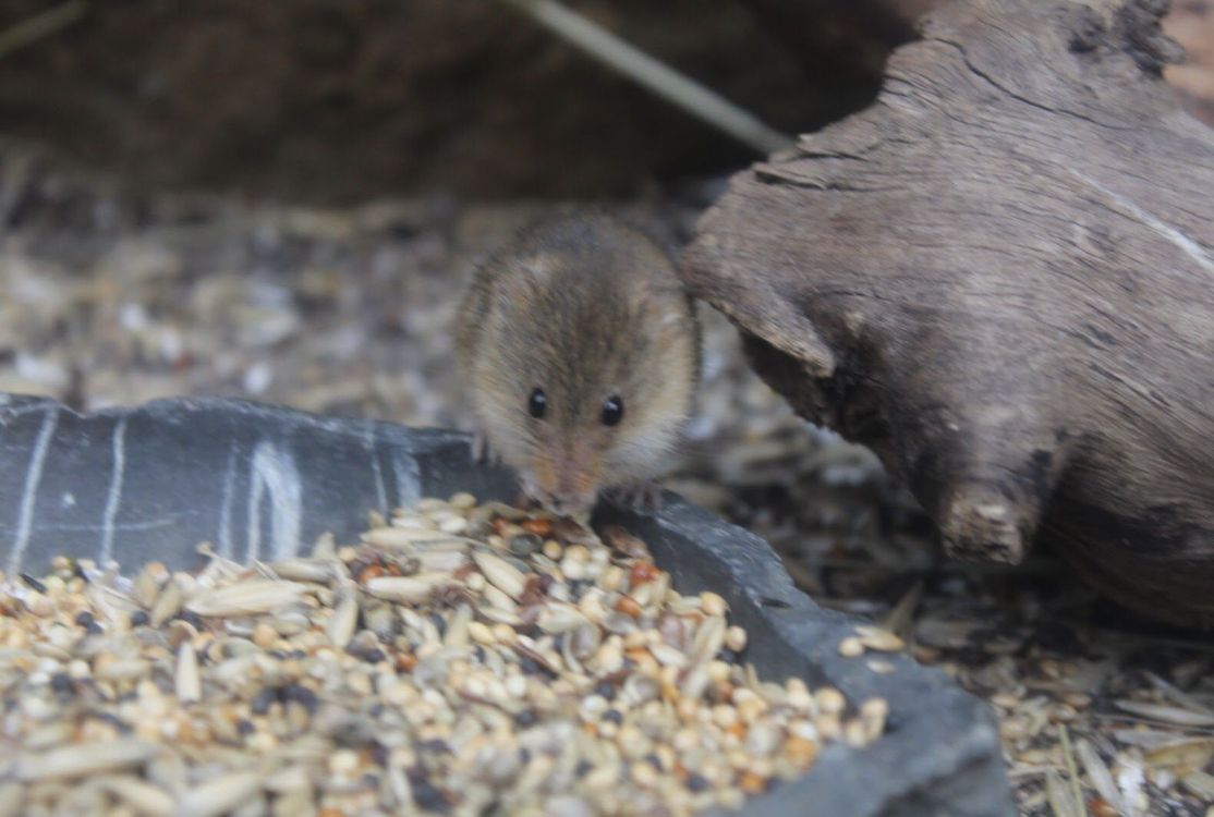 Eurasian harvest mouse eating