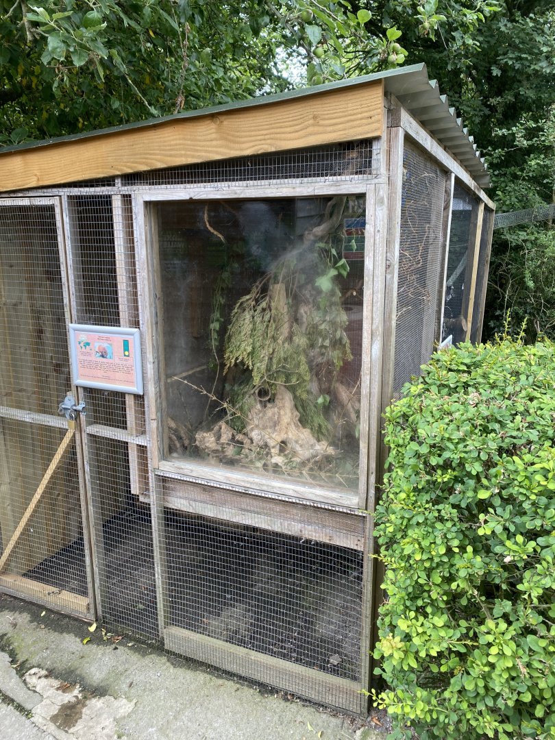 Eurasian harvest mouse enclosure 060625