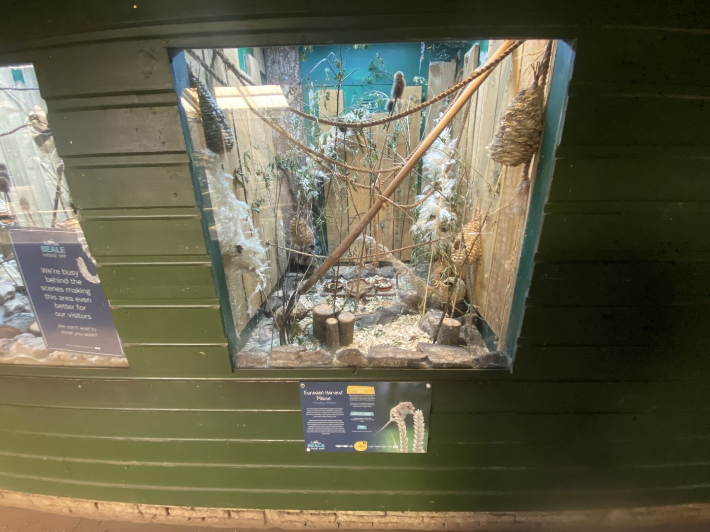 Eurasian harvest mouse exhibit 090525