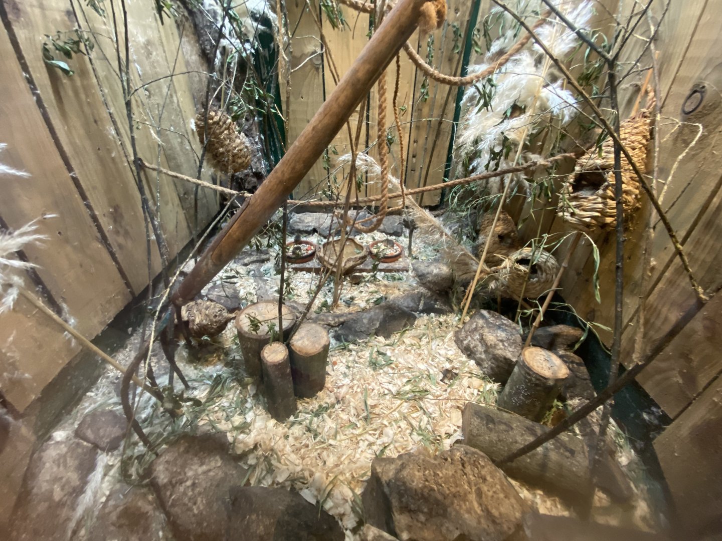 Eurasian harvest mouse exhibit 090525